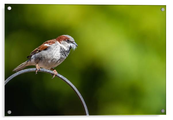 Male sparrow Nesting Acrylic by Alan Strong
