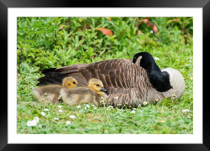 Mother and babies Framed Mounted Print by Alan Strong