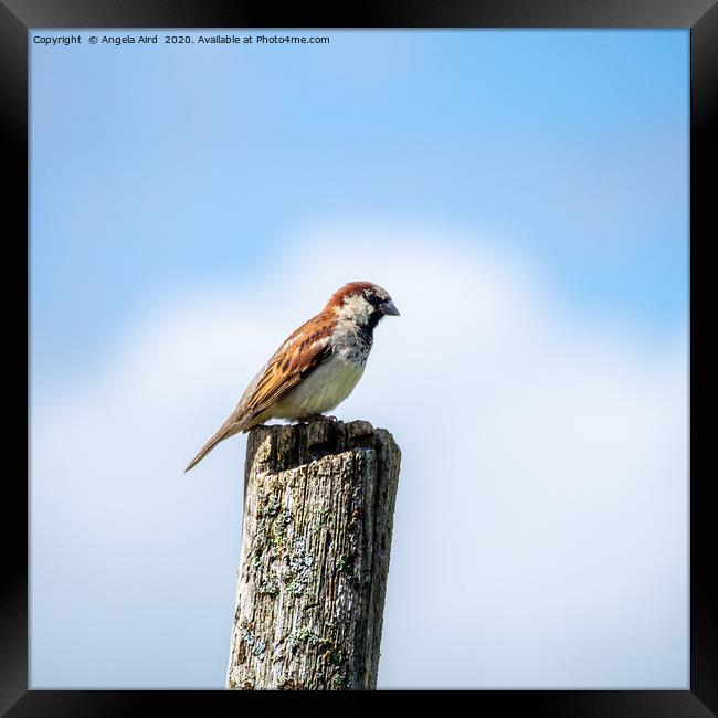 Little Sparrow. Framed Print by Angela Aird