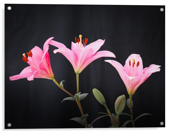 Three Lilys Acrylic by David Hall