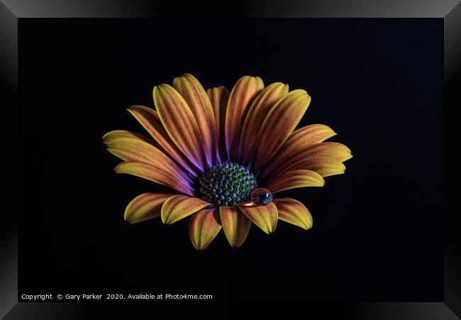 Close up of an Orange African Daisy  Framed Print by Gary Parker