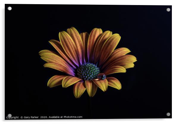 Close up of an Orange African Daisy  Acrylic by Gary Parker