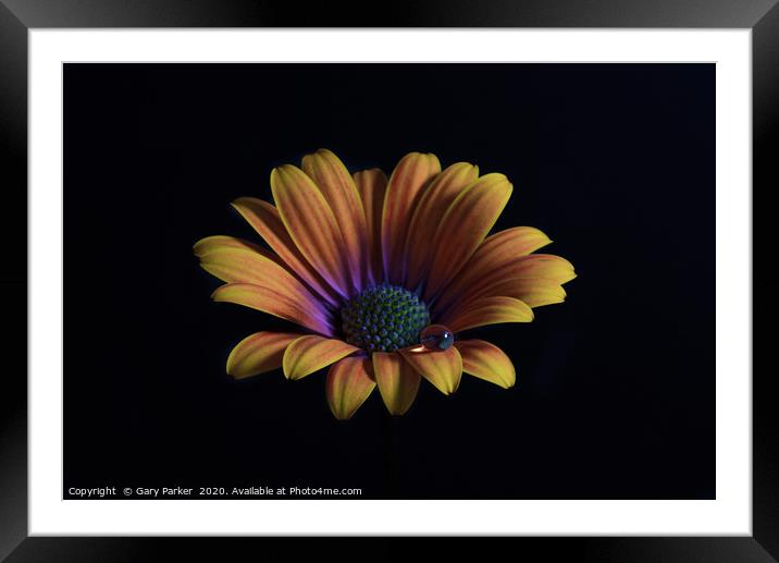 Close up of an Orange African Daisy  Framed Mounted Print by Gary Parker