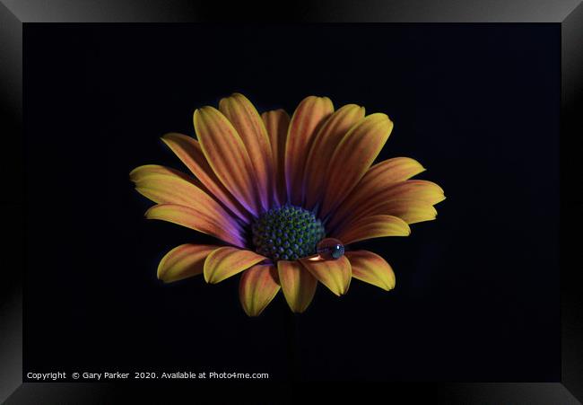 Close up of an Orange African Daisy  Framed Print by Gary Parker