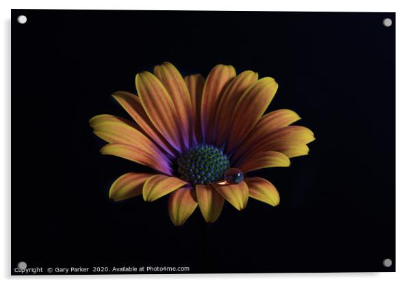 Close up of an Orange African Daisy  Acrylic by Gary Parker