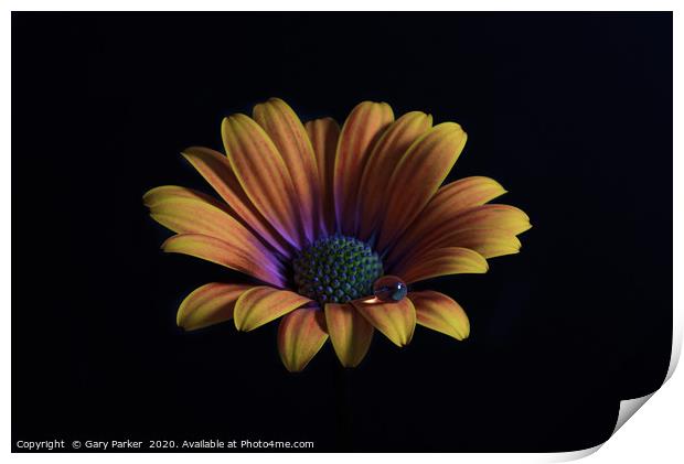 Close up of an Orange African Daisy  Print by Gary Parker