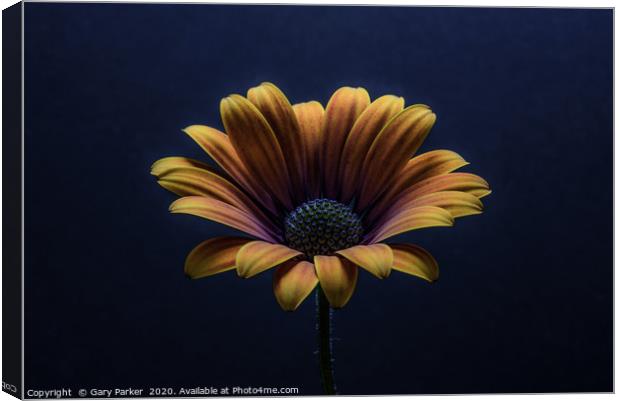 Close up of an Orange African Daisy. Canvas Print by Gary Parker