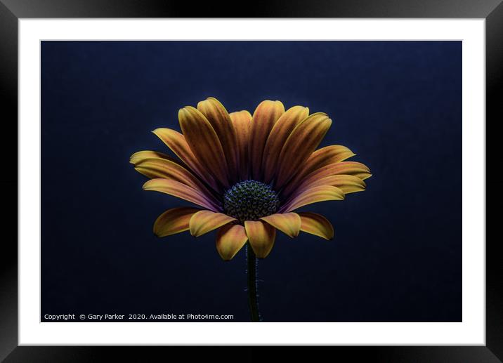 Close up of an Orange African Daisy. Framed Mounted Print by Gary Parker