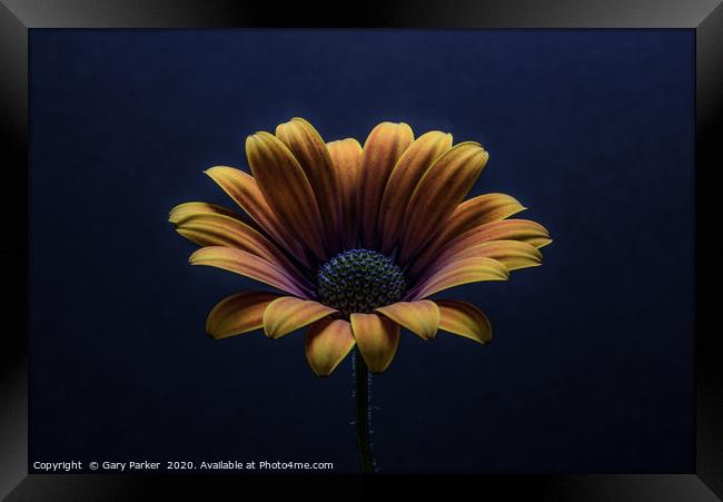 Close up of an Orange African Daisy. Framed Print by Gary Parker