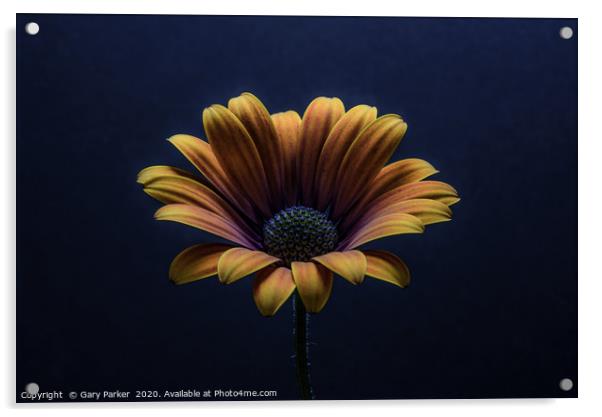 Close up of an Orange African Daisy. Acrylic by Gary Parker