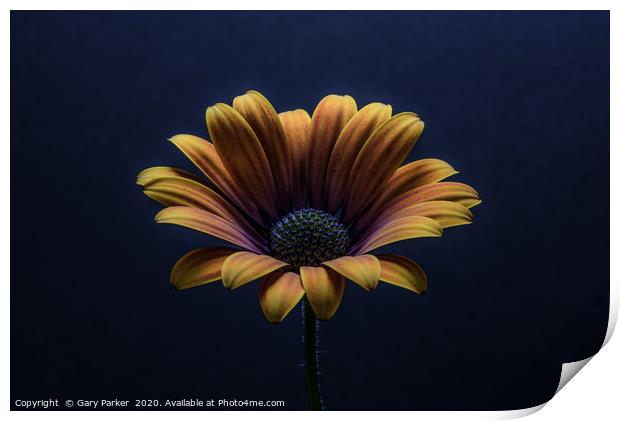 Close up of an Orange African Daisy. Print by Gary Parker