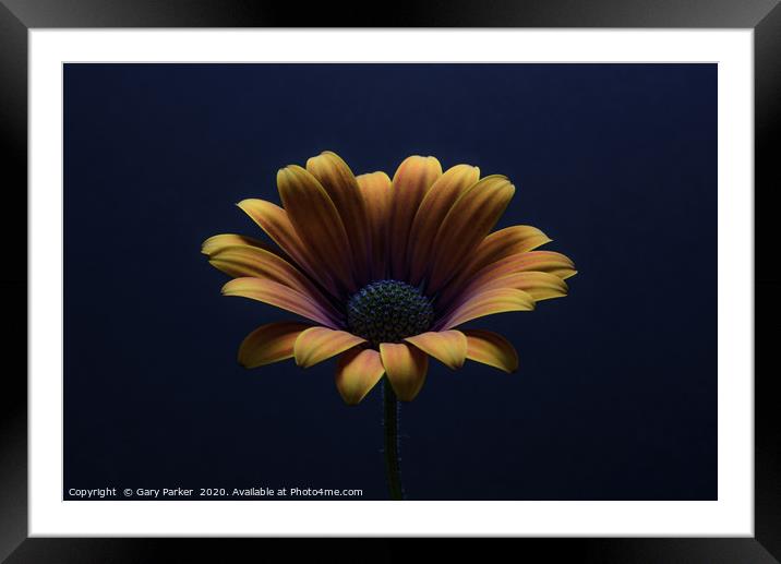 Close up of an Orange African Daisy  Framed Mounted Print by Gary Parker
