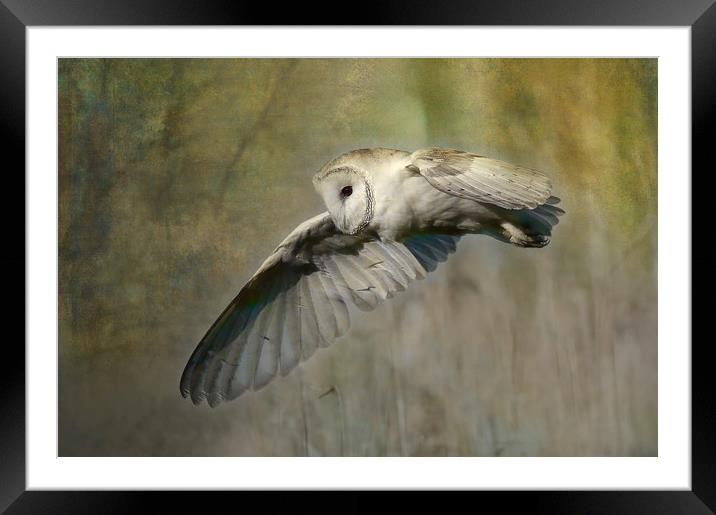 Barn Owl Hunting Framed Mounted Print by Virginia Saunders