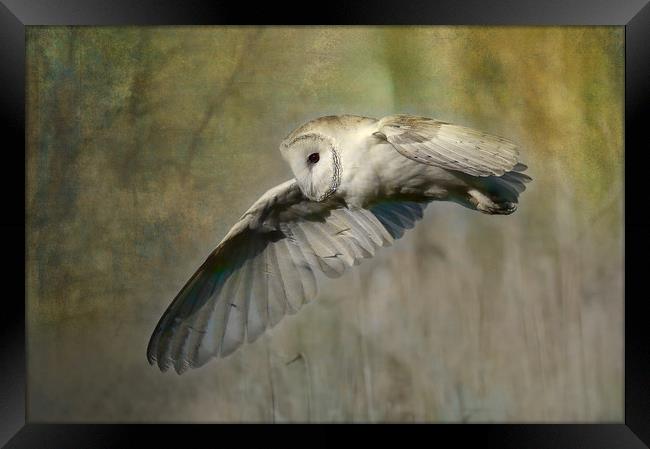 Barn Owl Hunting Framed Print by Virginia Saunders