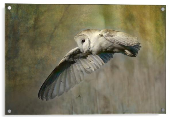 Barn Owl Hunting Acrylic by Virginia Saunders