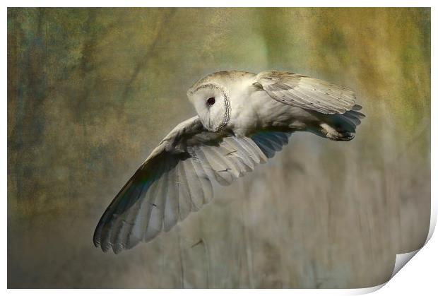 Barn Owl Hunting Print by Virginia Saunders