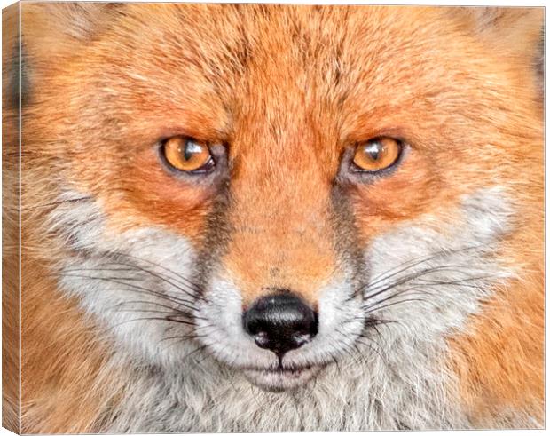 Portrait of an Red Fox Canvas Print by Adrian Campfield