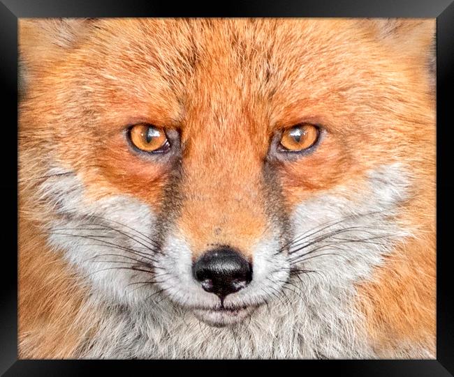 Portrait of an Red Fox Framed Print by Adrian Campfield