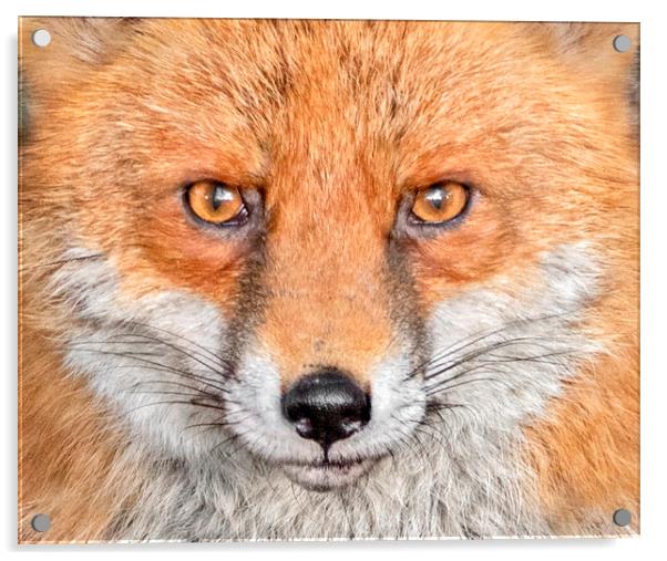 Portrait of an Red Fox Acrylic by Adrian Campfield