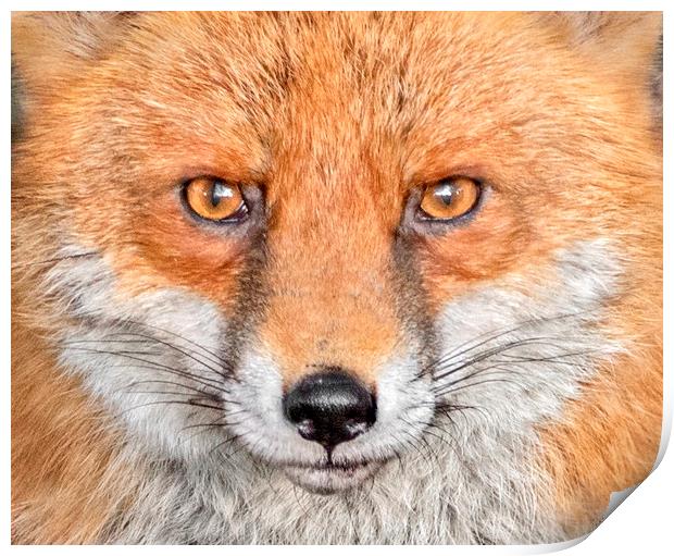 Portrait of an Red Fox Print by Adrian Campfield