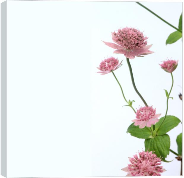 pink floral Canvas Print by Gavin Wilson