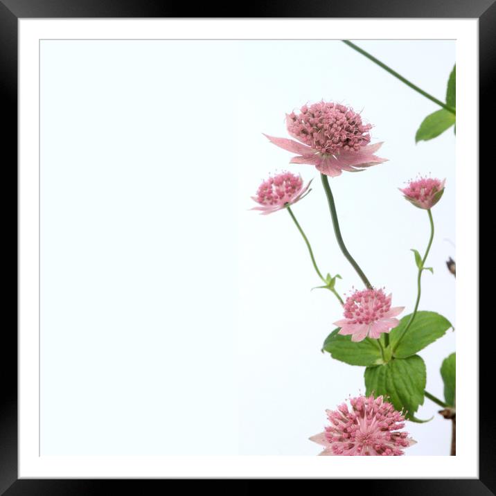 pink floral Framed Mounted Print by Gavin Wilson