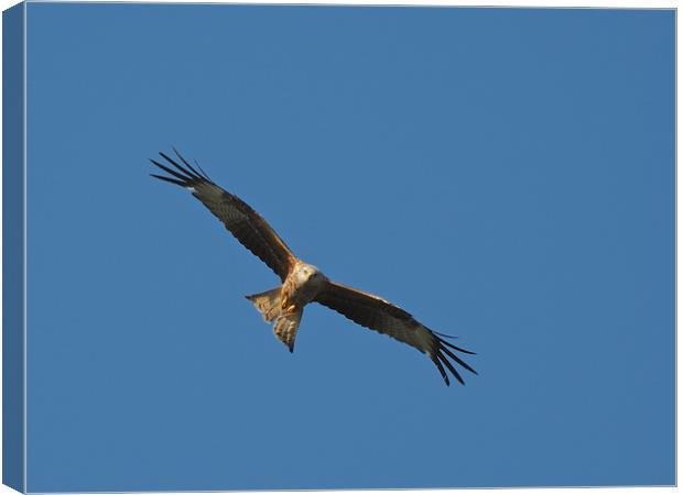 Red Kite flying in blue sky Canvas Print by mark humpage