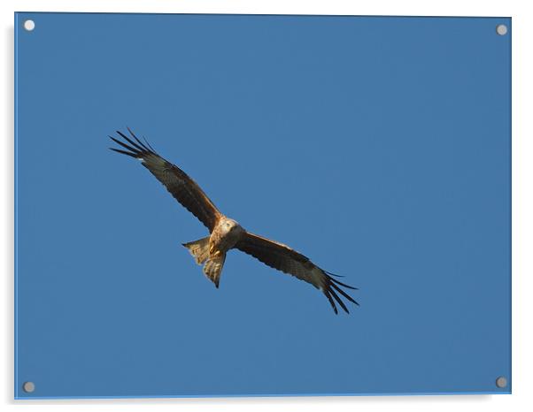Red Kite flying in blue sky Acrylic by mark humpage