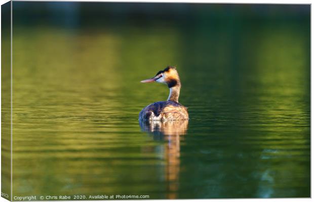 Great Crested Grebe Canvas Print by Chris Rabe