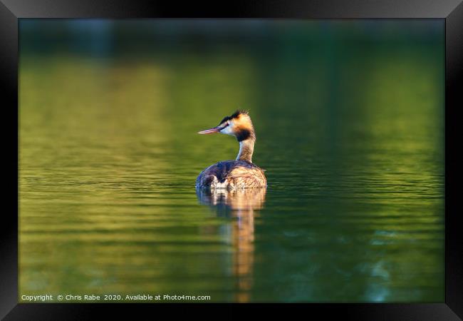 Great Crested Grebe Framed Print by Chris Rabe