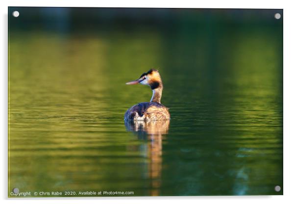 Great Crested Grebe Acrylic by Chris Rabe