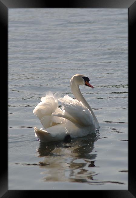 Mute Swan Framed Print by Chris Day