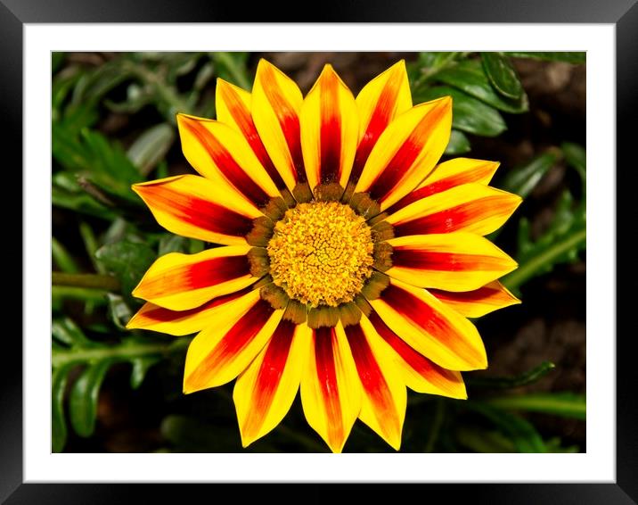 Vibrant Treasure Blooms Framed Mounted Print by Rob Cole