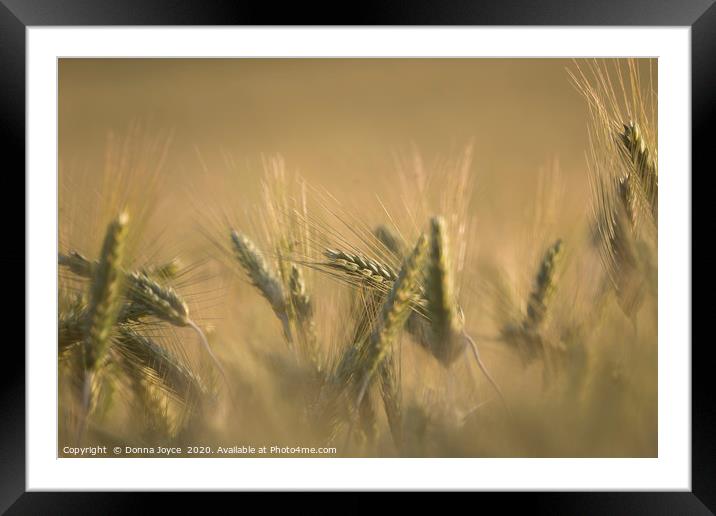 A field of barley at sunset Framed Mounted Print by Donna Joyce