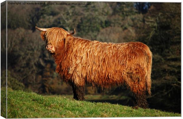 male highland cow Canvas Print by Kevin Britland