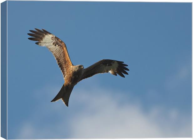 Red kite Flying Canvas Print by mark humpage