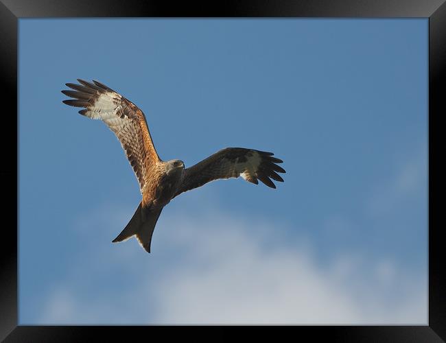 Red kite Flying Framed Print by mark humpage
