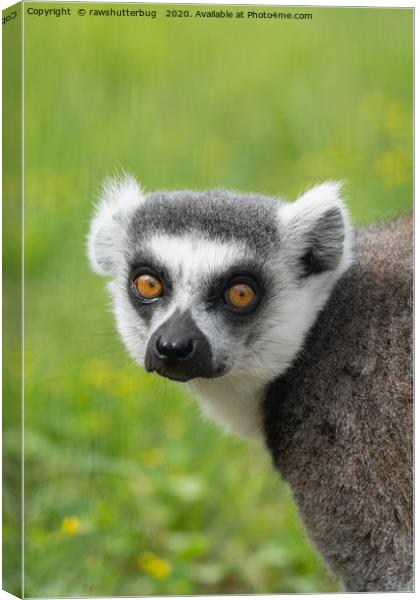 Eyes Of A Ring Tailed Lemur Canvas Print by rawshutterbug 