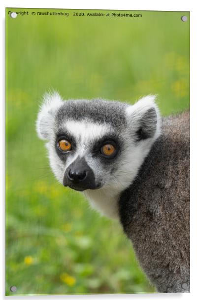 Eyes Of A Ring Tailed Lemur Acrylic by rawshutterbug 