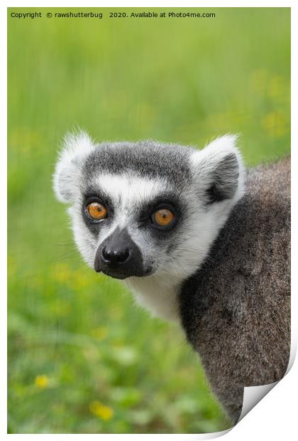 Eyes Of A Ring Tailed Lemur Print by rawshutterbug 