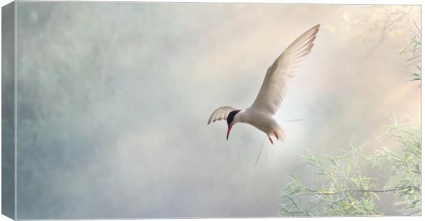 Tern Hovering in a Shaft of Light Canvas Print by Virginia Saunders