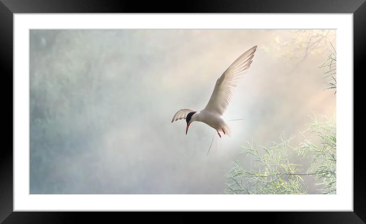 Tern Hovering in a Shaft of Light Framed Mounted Print by Virginia Saunders