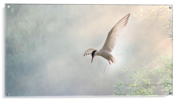 Tern Hovering in a Shaft of Light Acrylic by Virginia Saunders