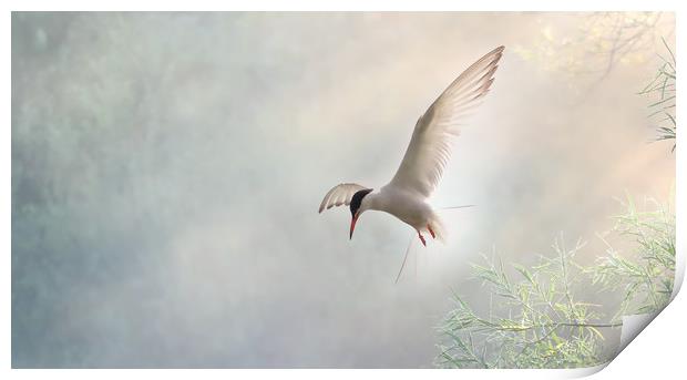 Tern Hovering in a Shaft of Light Print by Virginia Saunders