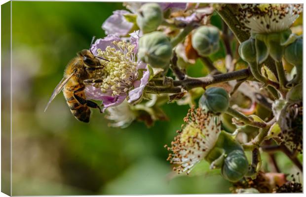 Honeybee Canvas Print by Alan Strong