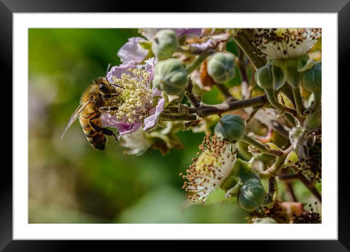 Honeybee Framed Mounted Print by Alan Strong