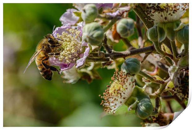 Honeybee Print by Alan Strong