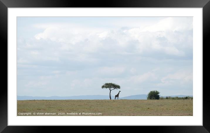 Giraffe in the wilderness. Framed Mounted Print by steve akerman