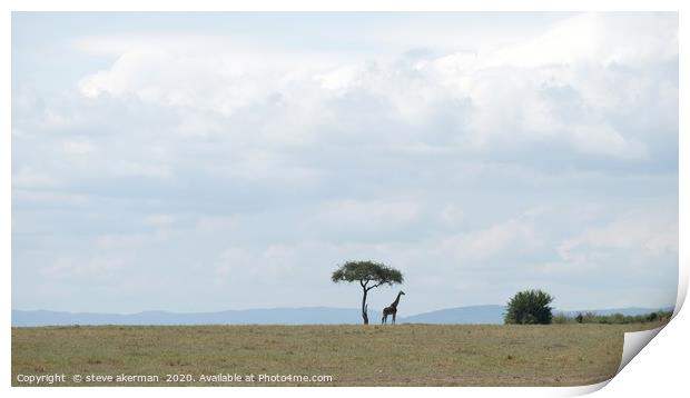 Giraffe in the wilderness. Print by steve akerman