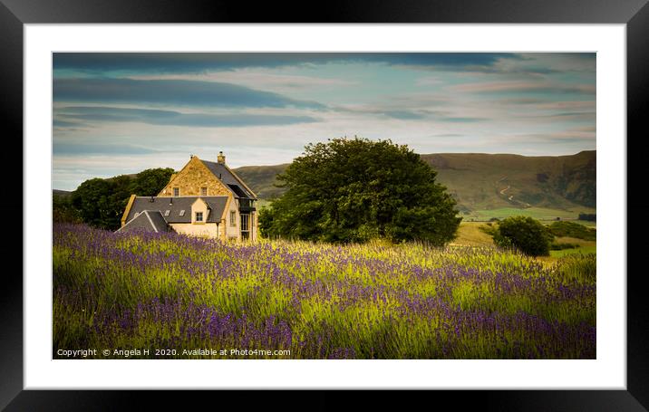 Lavender Field Framed Mounted Print by Angela H